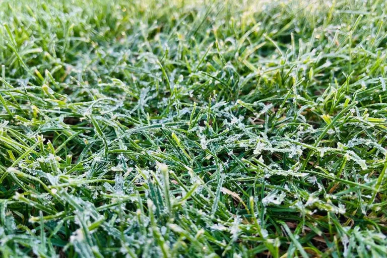 Winter Lawn Care Guide [Essential Tips & Advice]